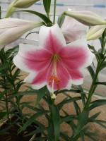 [4107 Triumphator No02.JPG]